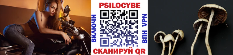 наркотики  Чегем  Галлюциногенные грибы мицелий 